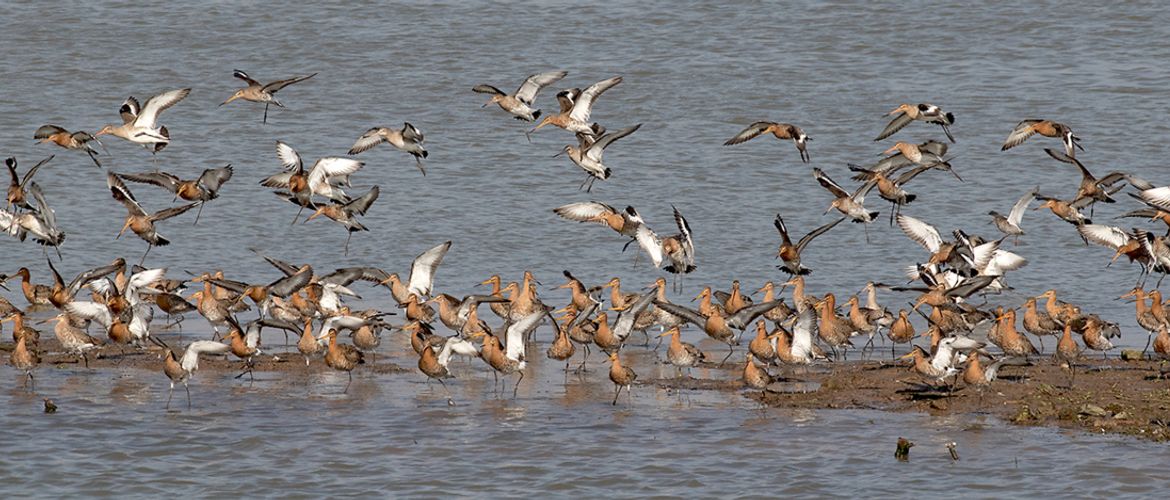 Grutto met kleurringen in Vijfheerenlanden / Jouke Altenburg