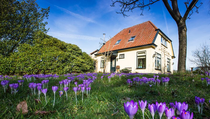 Krokussen en hulst in tuin / Wil Leurs