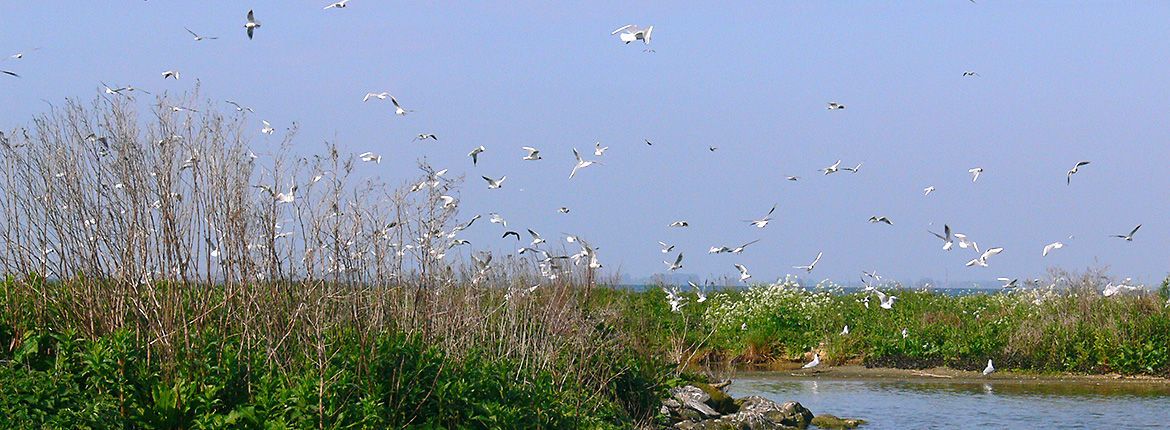 IJsselmeer / Hans Peeters