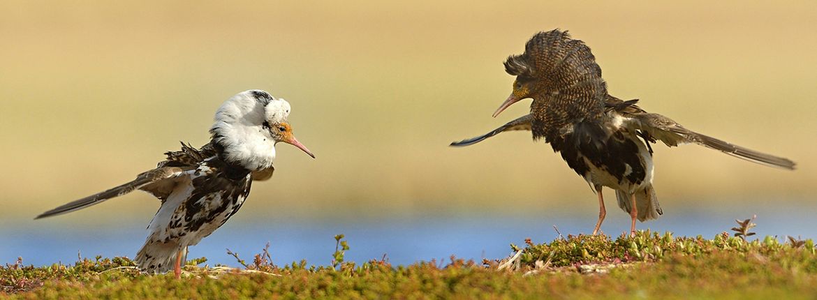 Kemphaan / Shutterstock