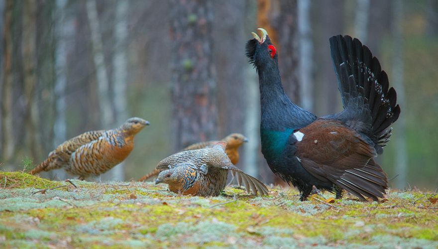 Auerhoen / Shutterstock