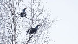 In de winter leven korhoenders van berkenknoppen / Hans Peeters