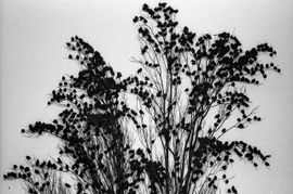 Spreeuwen verzamelen zich 