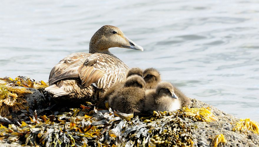 Eider / Jelle de Jong