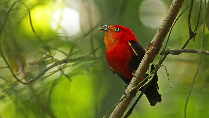 Roodkruinmanakin / Shutterstock