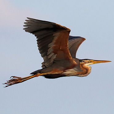 Purperreiger / Jan Koeckhoven Fotogalerij