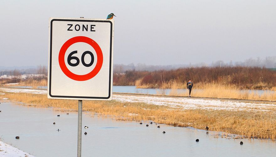 IJsvogel / Koos Dansen