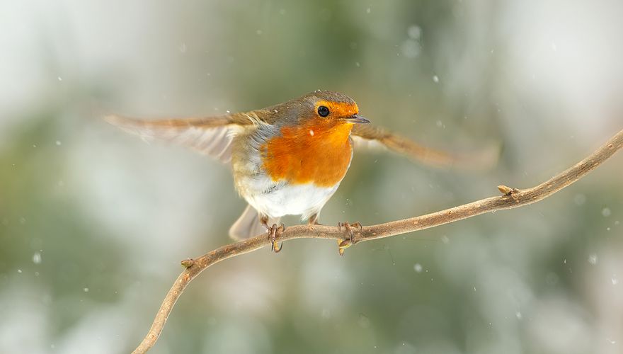 Roodborst / Annie Keizer Fotogalerij