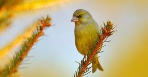 Groenling / Shutterstock