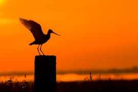 Grutto ontwaakt in de polder