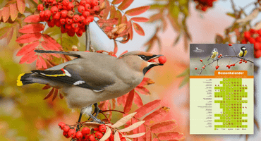 aanvraag bessenkalender