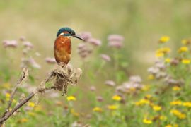 IJsvogel in zomerse setting