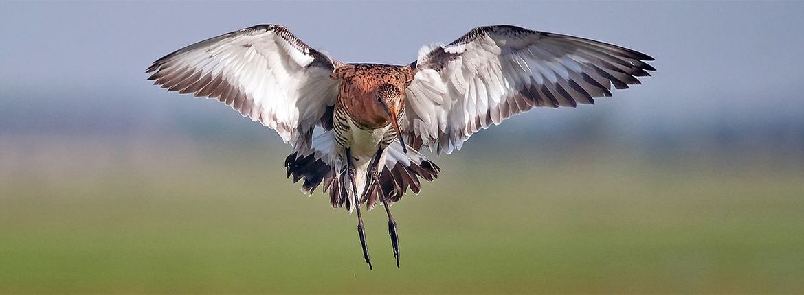 Grutto / Jelle Verheij - Fotogalerij