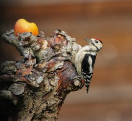 Appeltje voor de dorst