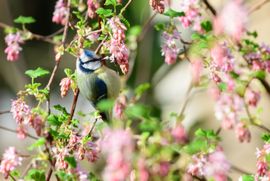 Pimpelmees in de bloemetjes