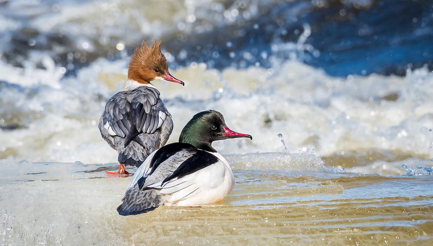 Grote zaagbek / Shutterstock