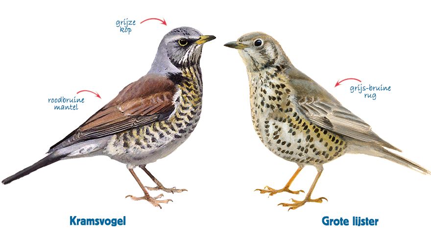 infographic kramsvogel - grote lijster