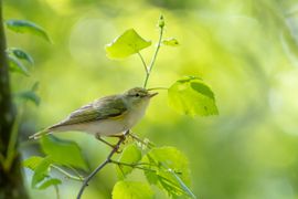 Groene oase