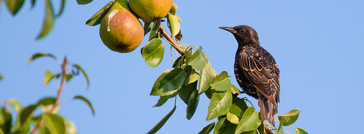 Spreeuw fruit / Shutterstock