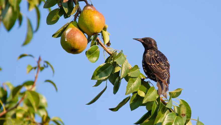 Spreeuw fruit / Shutterstock