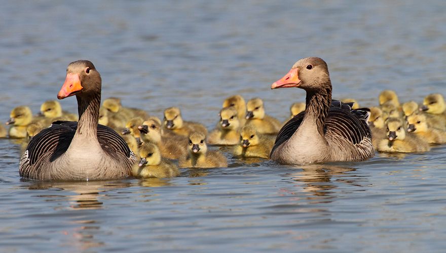 Grauwe gans / Koos Dansen