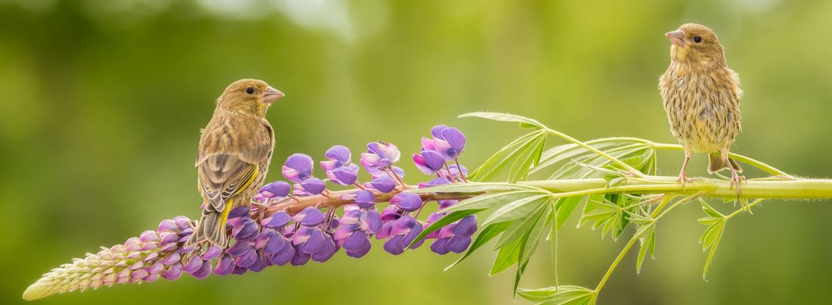 Groenling / Shutterstock