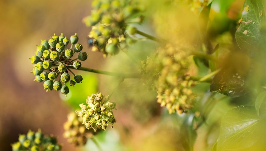 Hedera helix / Agami - Wil Leurs