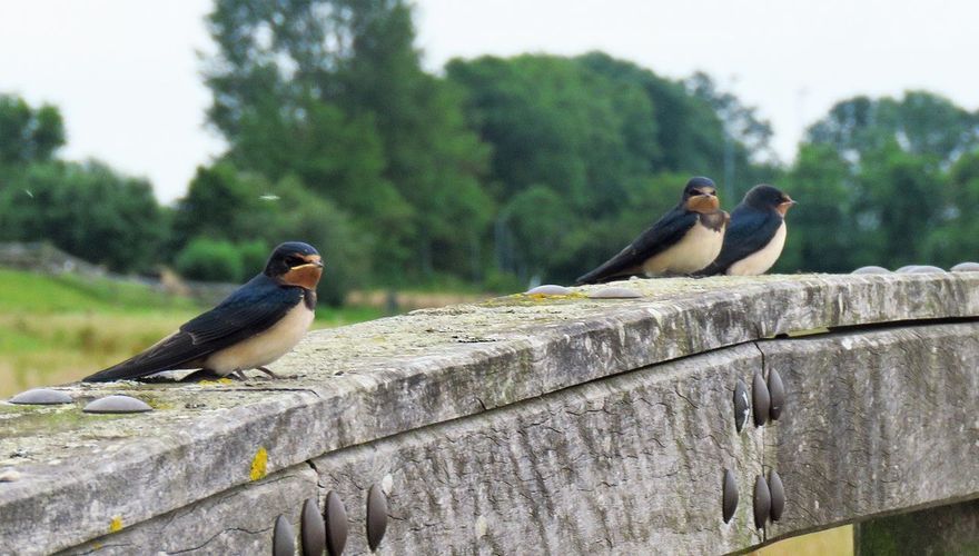 Boerenzwaluw / J Verduin Fotogalerij