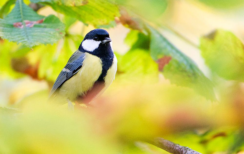 Tuinvogels herkennen Vogelbescherming