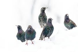 De vertegenwoordigers van koning winter zijn gearriveerd !