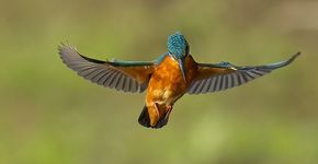 IJsvogel / Paul Bunt, Fotogalerij