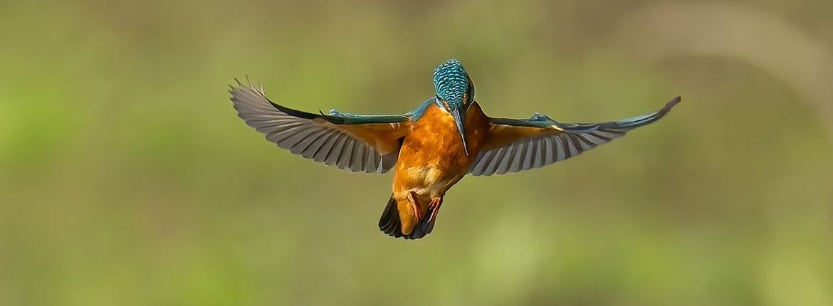 IJsvogel / Paul Bunt, Fotogalerij