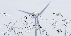 Kluut windmolen / Michiel Locker - Fotogalerij