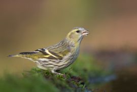 Even die droge zaadjes wegspoelen