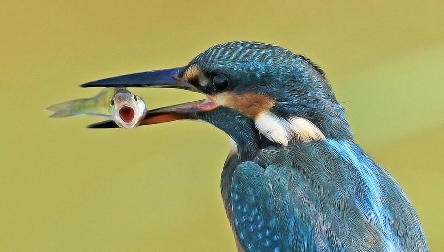 IJsvogel / Arina Stuurman-van Veen