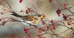 Kramsvogel / Shutterstock