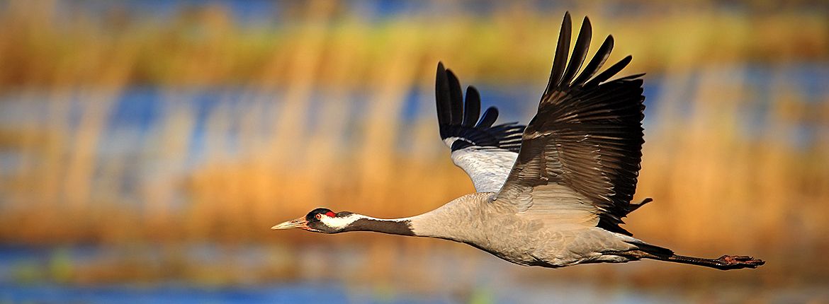 Kraanvogel / Shutterstock