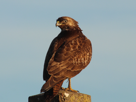 Soms lukt het maar meestal niet dat de buizerd op de foto wil!