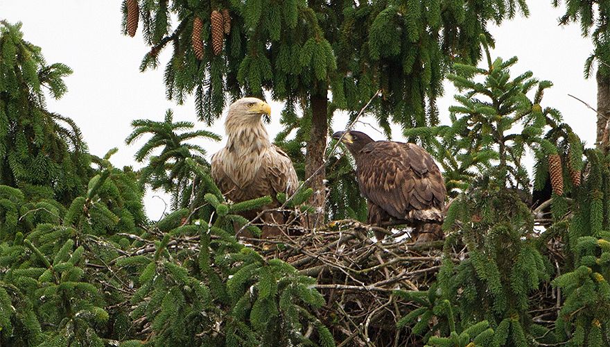 Zeearend / Birdphoto