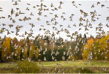 Kepen / Shutterstock