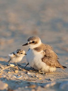 Strandplevier / Shutterstock