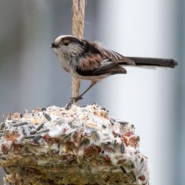 Staartmees / Jannie Timmer