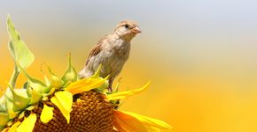 Huismus op zonnebloem / Shutterstock
