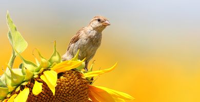 Huismus op zonnebloem / Shutterstock