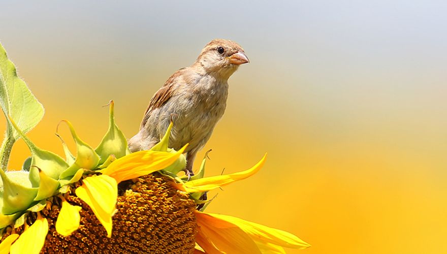 Huismus op zonnebloem / Shutterstock