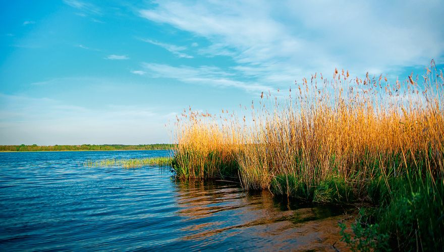 Riet / Shutterstock