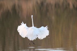 Grote zilverreiger doet een dansje