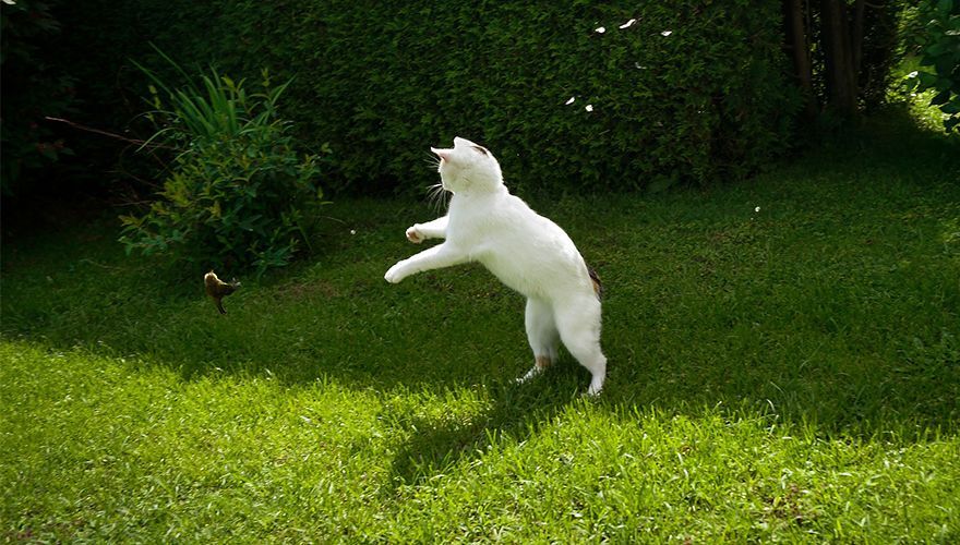 Kat jaagt op vogel / Pixabay