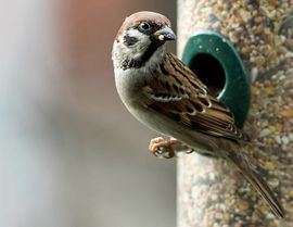 Ringmus op voedersilo / Adri de Groot - Vogeldagboek