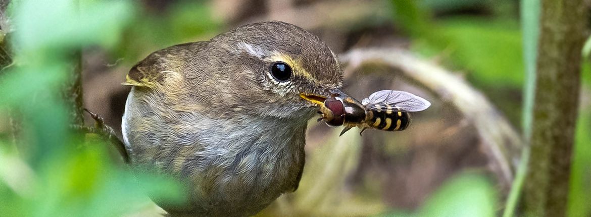 Tjiftjaf met insect / Helga Masurel - Fotogalerij